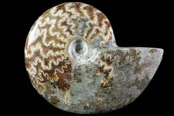 Wide Polished Cleoniceras Ammonite - Madagascar #74888